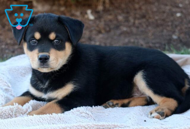 Toby Rottweiler Mix2 image