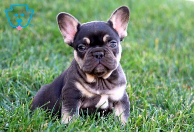 Tootsie French Bulldog image