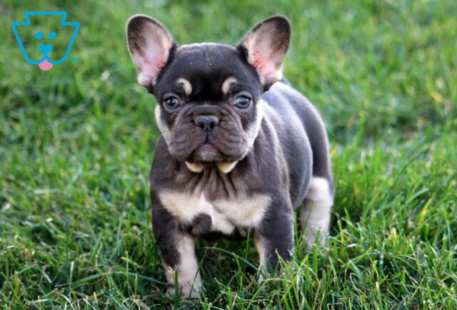 Tootsie French Bulldog2 image