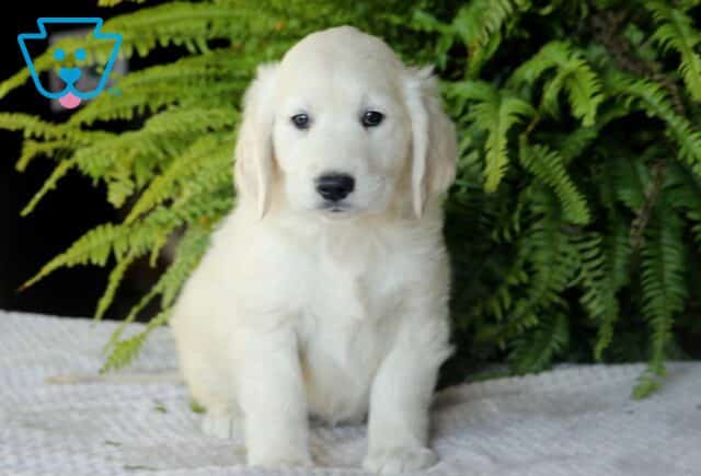 Tootsie GOlden2 image