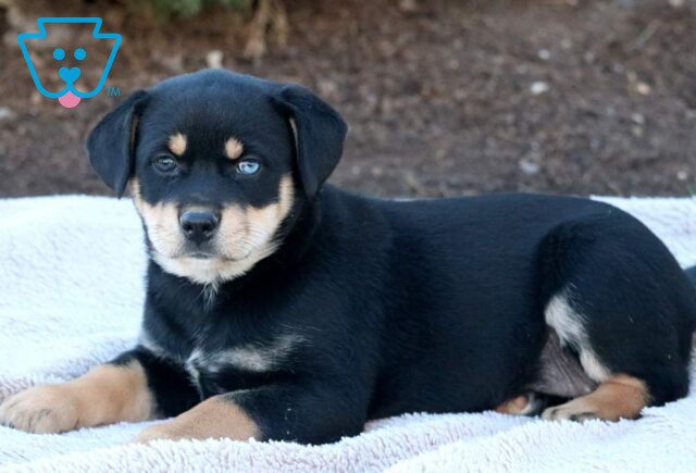 Tori Rottweiler Mix image
