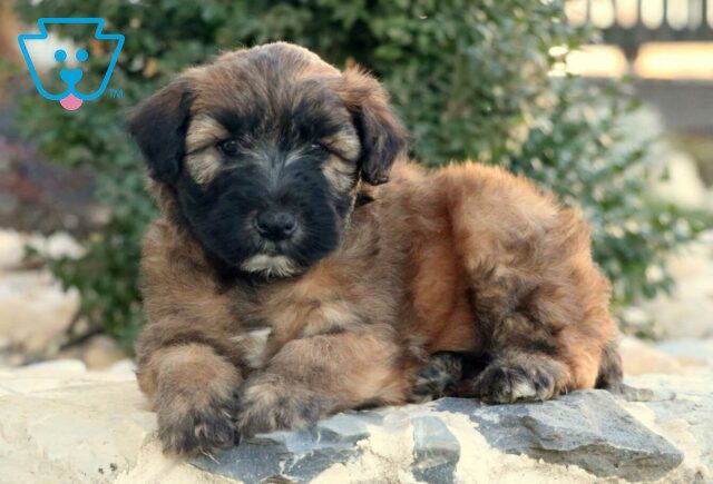 Tori Wheaten Terrier image