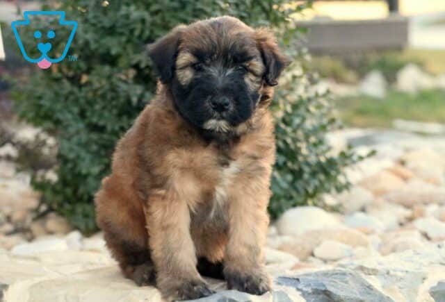 Tori Wheaten Terrier2 image