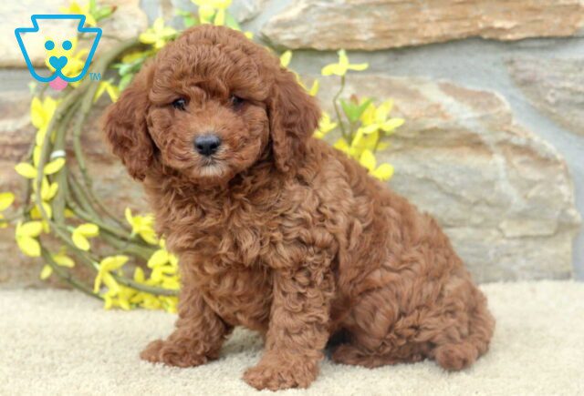 Trenton Cavapoo image
