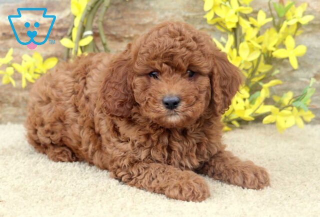 Trenton Cavapoo2 image
