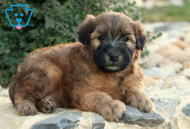 True Wheaten Terrier image