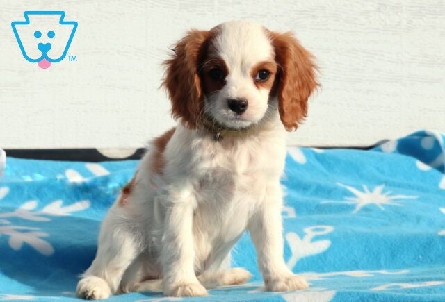 Wally Cavalier image