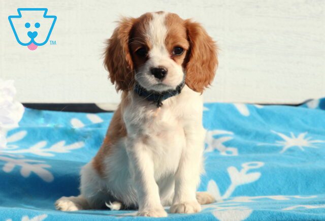 Winston Cavalier image