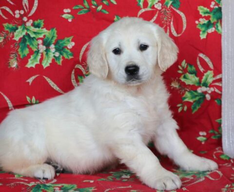 Ziggy Eng Cream Golden