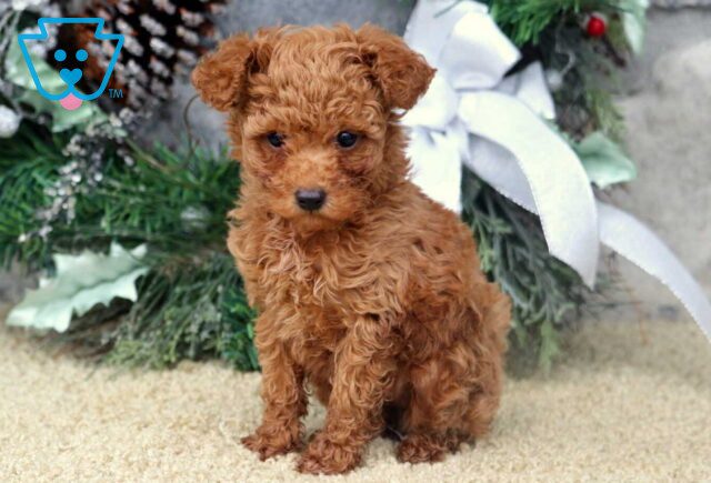 Zoey Toy Poodle image