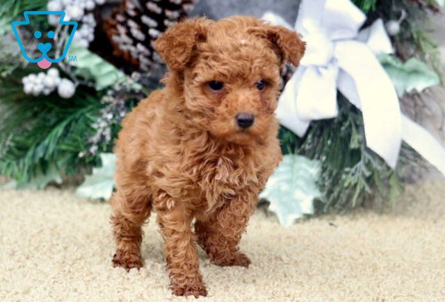 Zoey Toy Poodle2 image