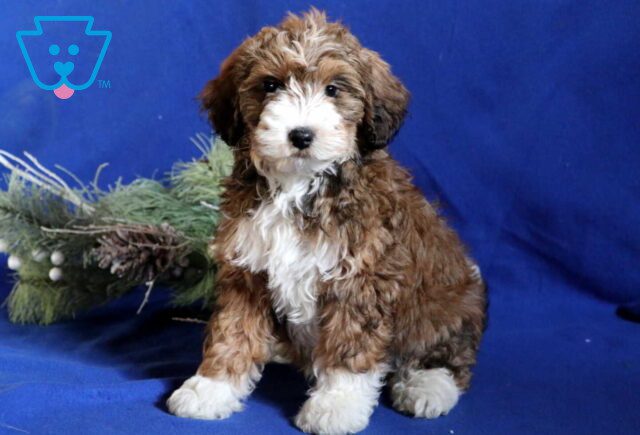 Addison Mini Bernedoodle image