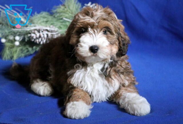 Addison Mini Bernedoodle2 image