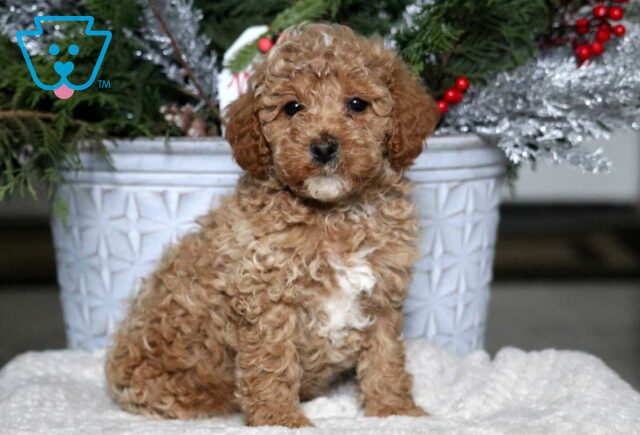 Aiden Mini Poodle image