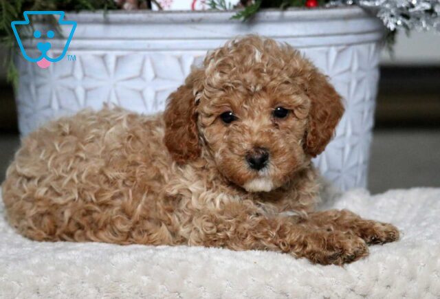 Aiden Mini Poodle2 image