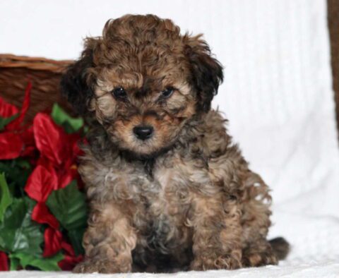Aladdin Cockapoo2