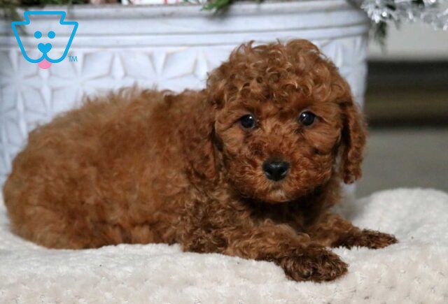 Alan Mini Poodle2 image
