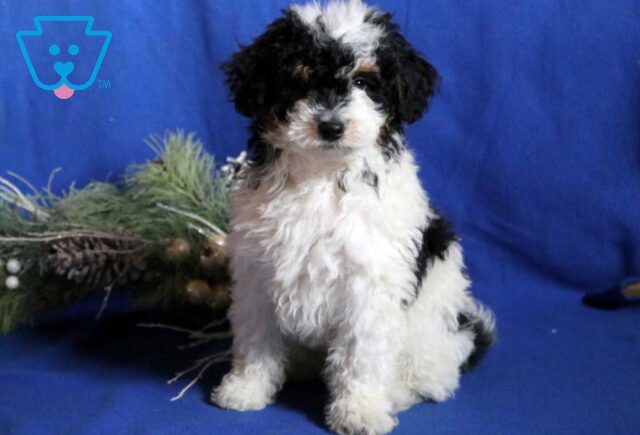 Alby Mini Bernedoodle image