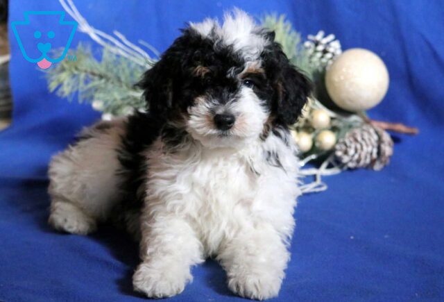 Alby Mini Bernedoodle2 image