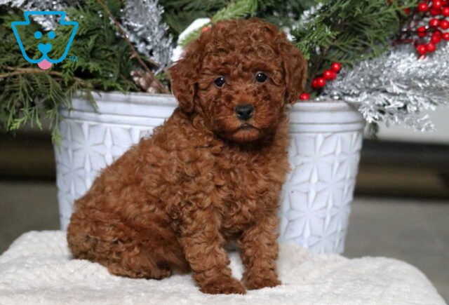Alyssa Mini Poodle image