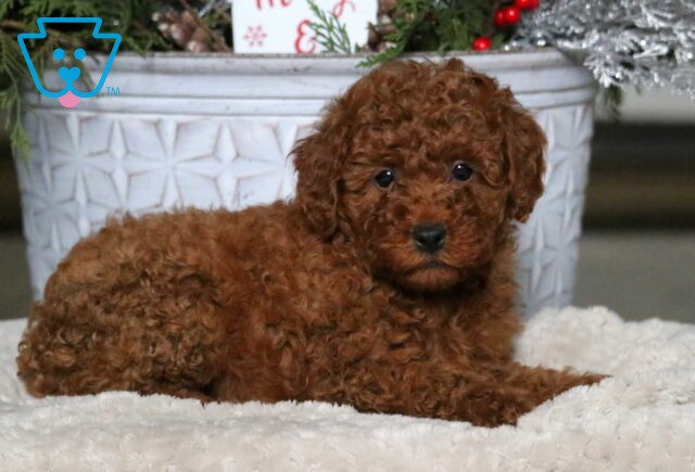 Alyssa Mini Poodle2 image