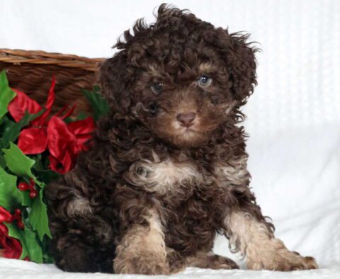 Annie Cockapoo