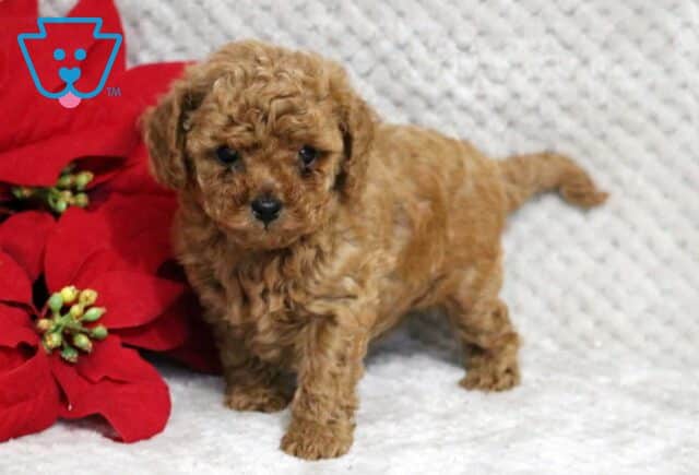 Ashton Toy Poodle image