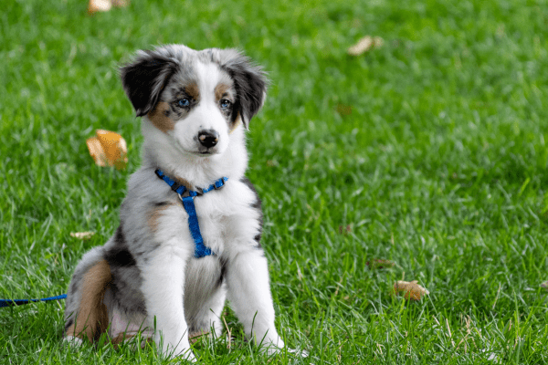 Australian Shepherd puppy in a field