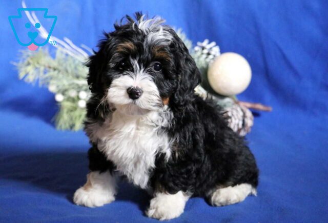 Ava Mini Bernedoodle image