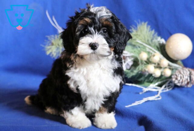 Ava Mini Bernedoodle2 image