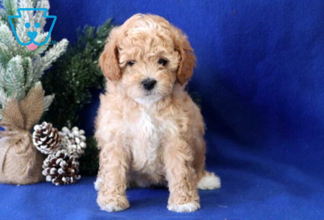 Babycakes Cavapoo2 image