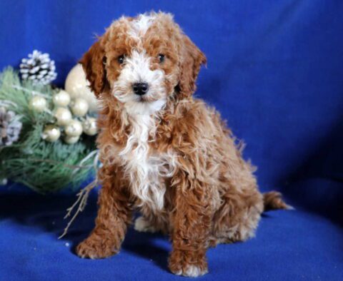 Banjo Mini Poodle