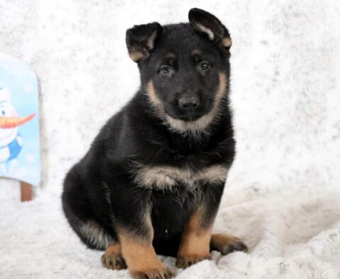 Bean German Shepherd