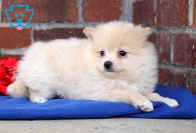 Bean Pom image