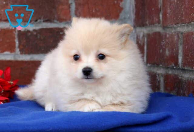 Bean Pom2 image