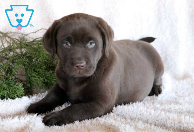 Benji Lab image