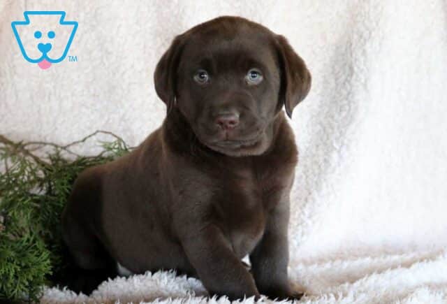 Benji Lab2 image