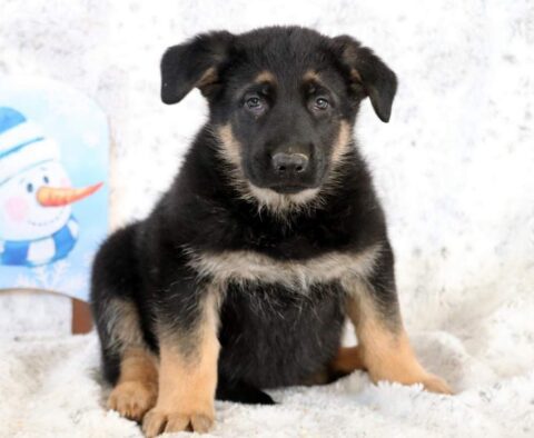 Benny German Shepherd