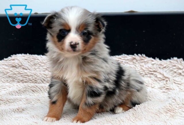 Benny Mini Aussie image