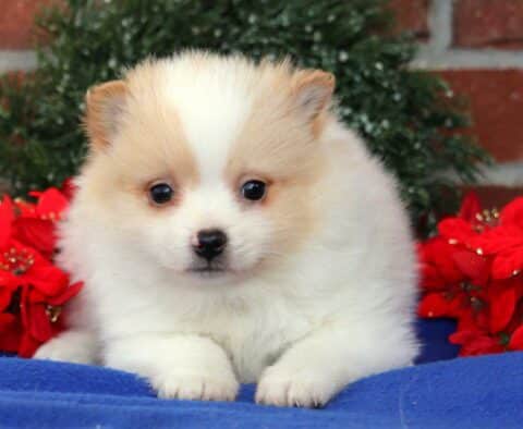 Benny Pom