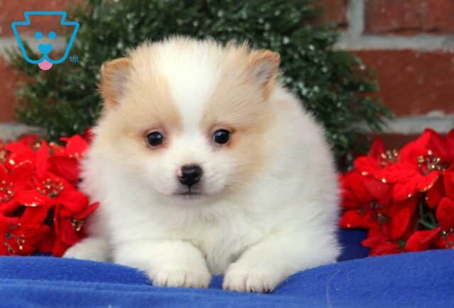 Benny Pom image