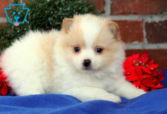 Benny Pom2 image