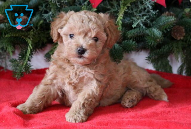 Berry Maltipoo2 image