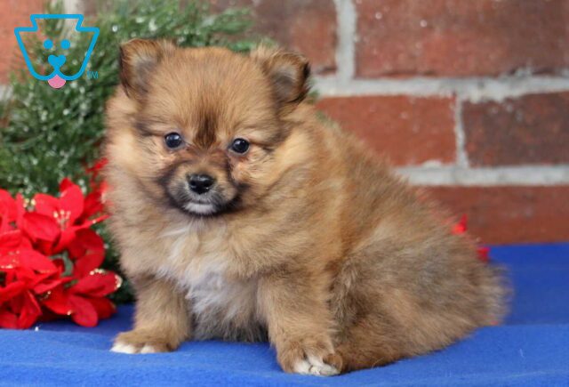 Blissful Pom image