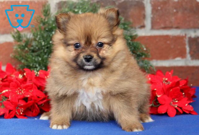 Blissful Pom2 image