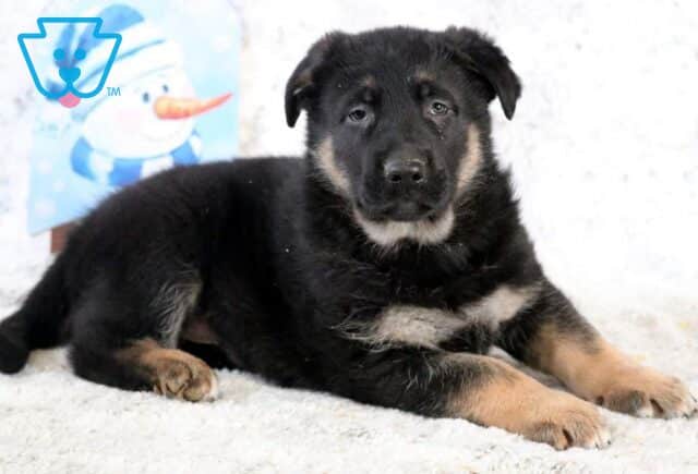 Boss German Shepherd2 image