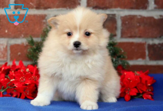 Brandy Pom image