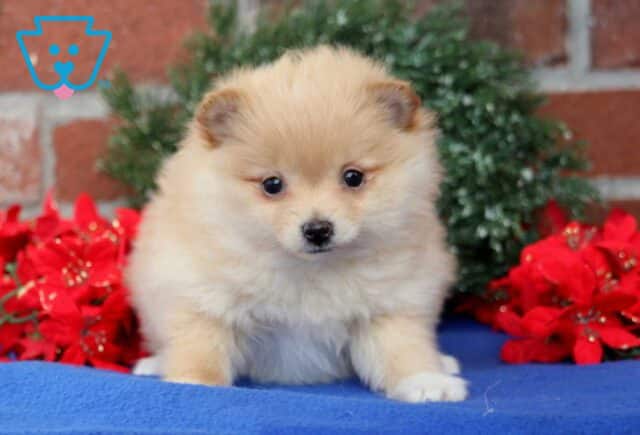 Bridgett Pom image