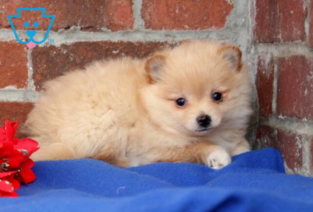Bridgett Pom2 image
