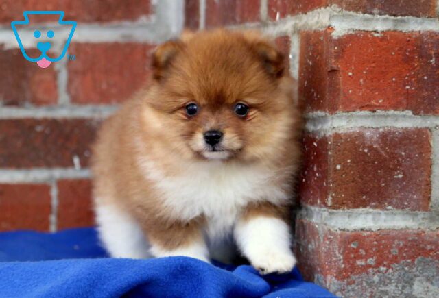 Broc Pom image